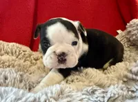  Velma, a female English Bulldog for sale in Hinton, IA – 2 of 7