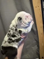 Kristoff, a male English Bulldog for sale in Hinton, IA – 2 of 4