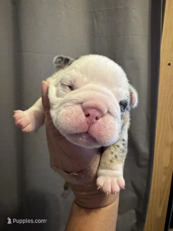 Kristoff – English Bulldog puppy for sale in Hinton, IA