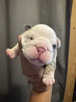 Kristoff, a male English Bulldog for sale in Hinton, IA – 1 of 4