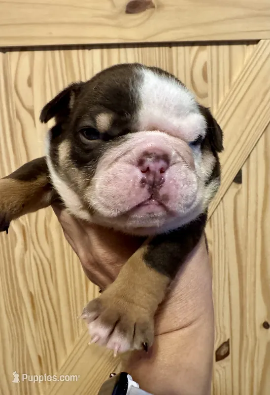 Reeses – English Bulldog puppy for sale in Hinton, IA