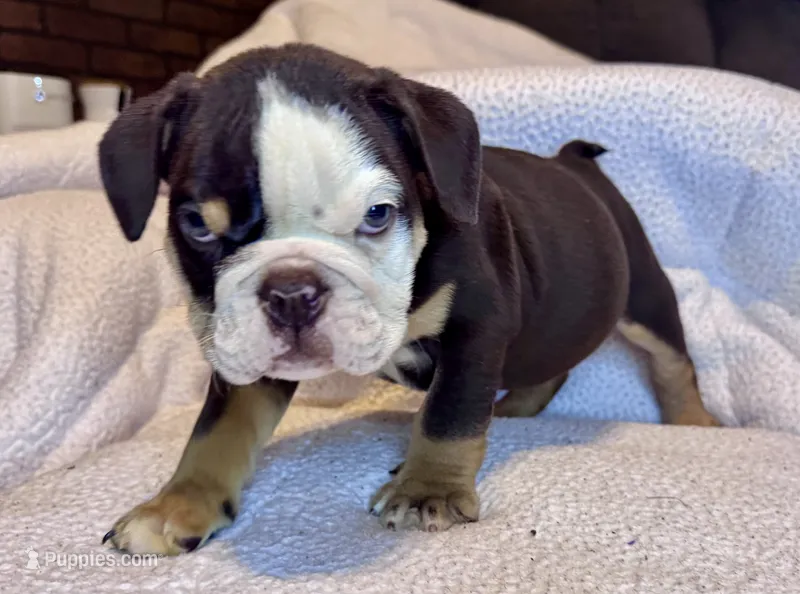 Reeses – English Bulldog puppy for sale in Hinton, IA