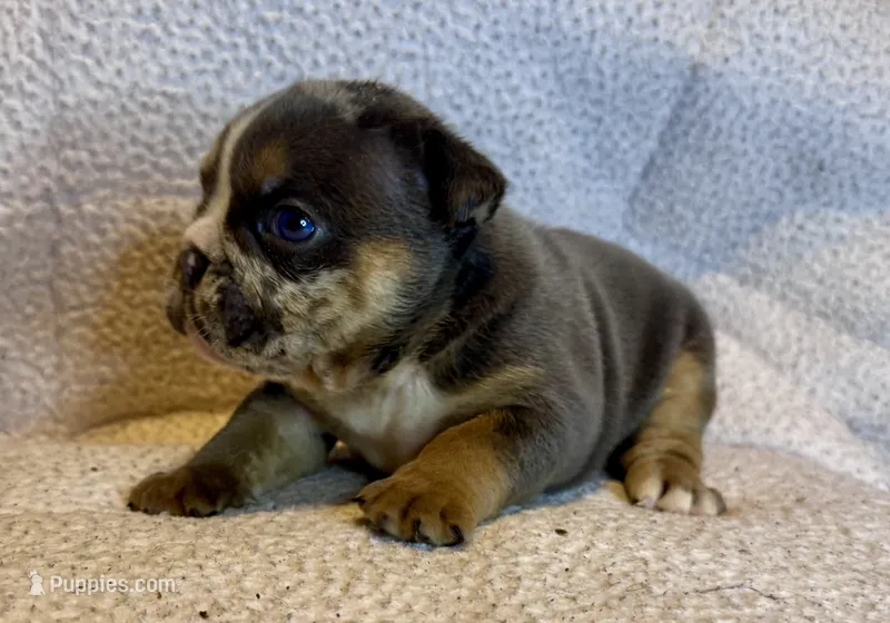 Armani – English Bulldog puppy for sale in Hinton, IA