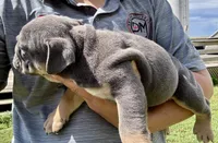 Rafael, a male English Bulldog for sale in Hinton, IA – 4 of 8