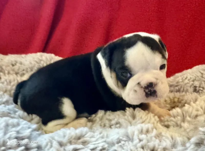  Velma – English Bulldog puppy for sale in Hinton, IA