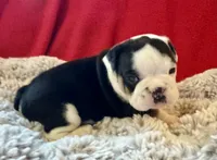  Velma, a female English Bulldog for sale in Hinton, IA – 1 of 7