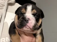 UNO, a male English Bulldog for sale in Hinton, IA – 4 of 4