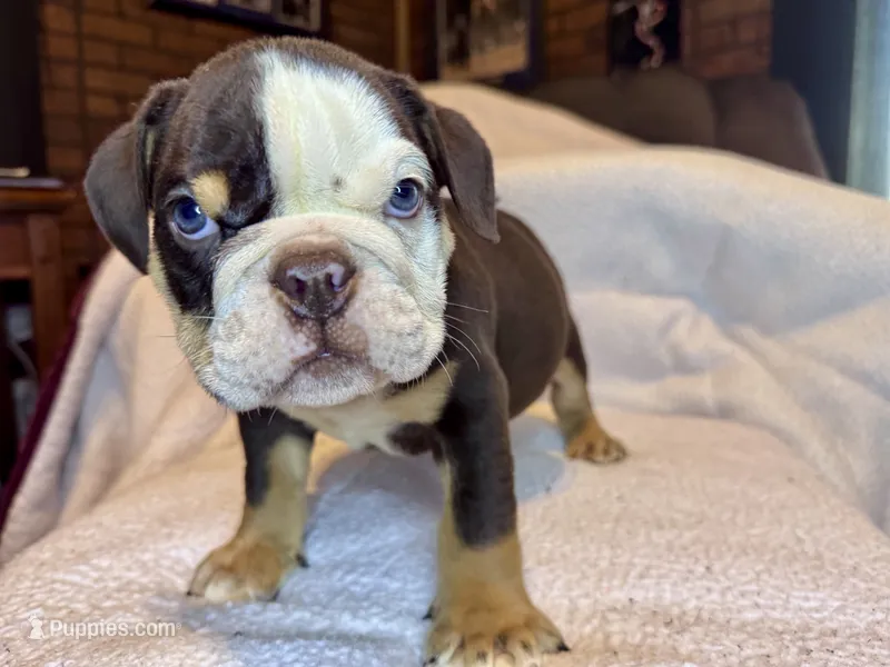 Reeses – English Bulldog puppy for sale in Hinton, IA