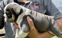 Pinky, a female English Bulldog for sale in Hinton, IA – 3 of 4