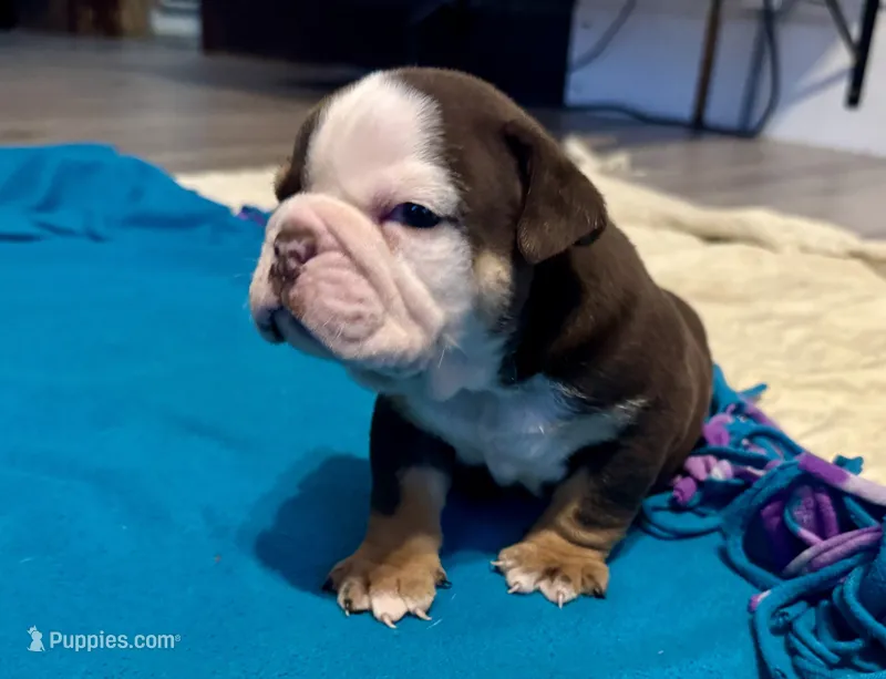 Reeses – English Bulldog puppy for sale in Hinton, IA