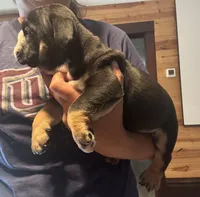 Donatello, a male English Bulldog for sale in Hinton, IA – 8 of 8