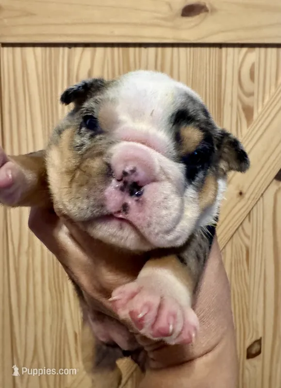 Skittles – English Bulldog puppy for sale in Hinton, IA