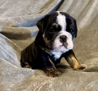 Shaggy, a male English Bulldog for sale in Hinton, IA – 8 of 8