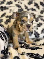 Versace, a male English Bulldog for sale in Hinton, IA – 8 of 10