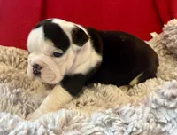  Velma, a female English Bulldog for sale in Hinton, IA – 3 of 7