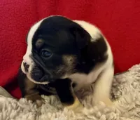 Fred, a male English Bulldog for sale in Hinton, IA – 3 of 10