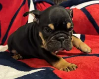 Michelangelo, a male English Bulldog for sale in Hinton, IA – 3 of 10