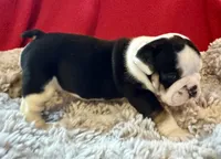  Velma, a female English Bulldog for sale in Hinton, IA – 7 of 7