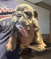 Rafael, a male English Bulldog for sale in Hinton, IA – 6 of 8