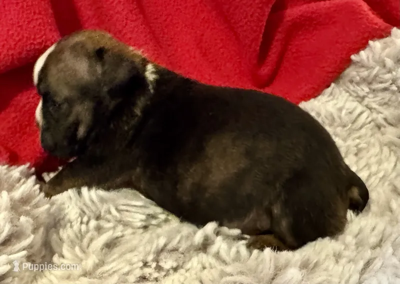 Inky – English Bulldog puppy for sale in Hinton, IA