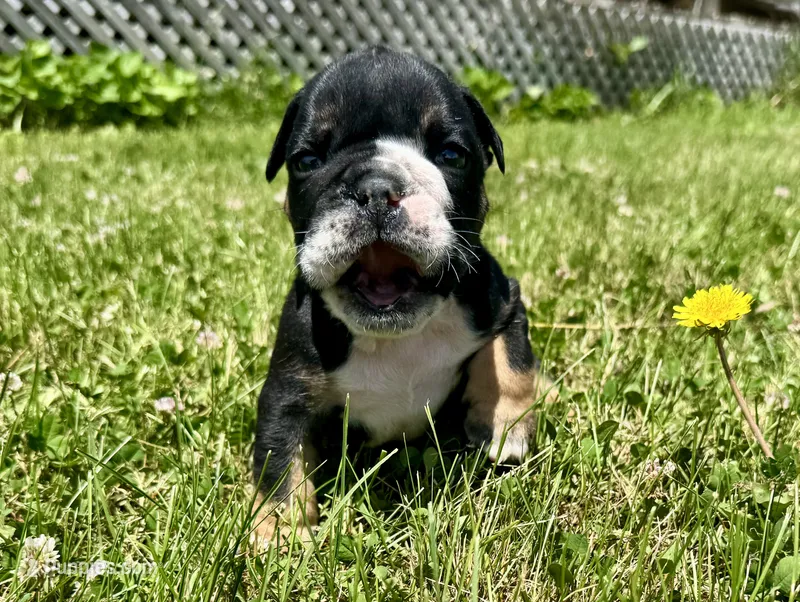 Donatello – English Bulldog puppy for sale in Hinton, IA