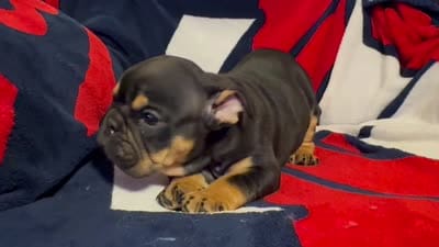 Michelangelo, a male English Bulldog for sale in Hinton, IA – 10 of 10