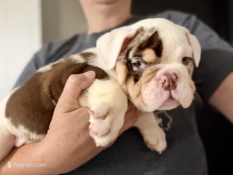 Louis – English Bulldog puppy for sale in Hinton, IA