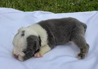 Pinky, a female English Bulldog for sale in Hinton, IA – 2 of 5