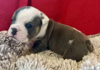 Scooby, a male English Bulldog for sale in Hinton, IA – 5 of 8