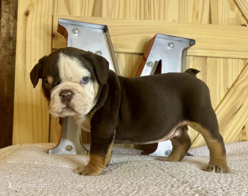Reeses – English Bulldog puppy for sale in Hinton, IA