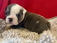 Scooby, a male English Bulldog for sale in Hinton, IA – 8 of 8