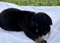 Donatello, a male English Bulldog for sale in Hinton, IA – 6 of 6