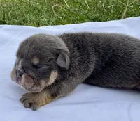 Leonardo, a male English Bulldog for sale in Hinton, IA – 5 of 5