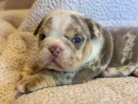 Gucci, a male English Bulldog for sale in Hinton, IA – 7 of 10