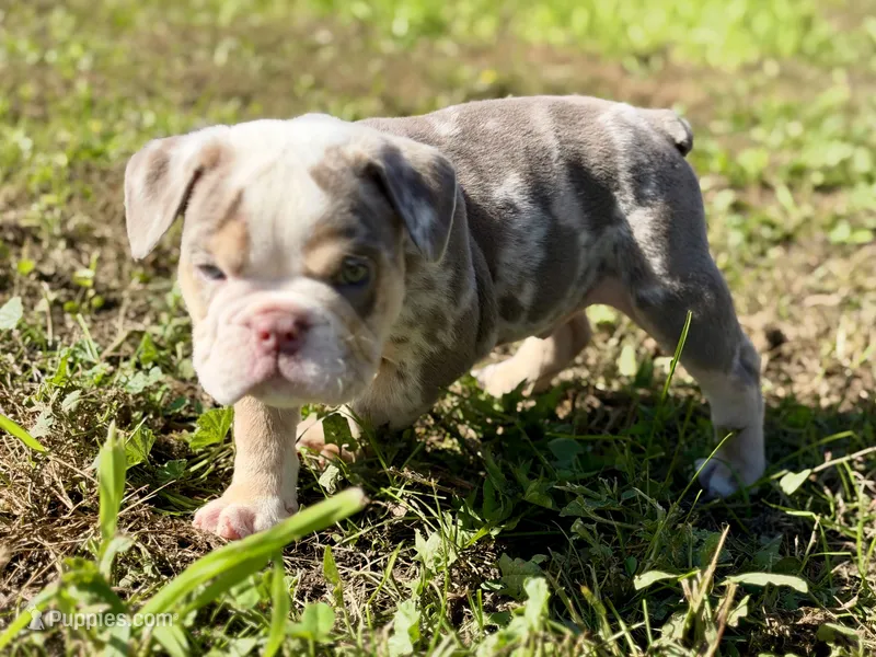 Gucci – English Bulldog puppy for sale in Hinton, IA