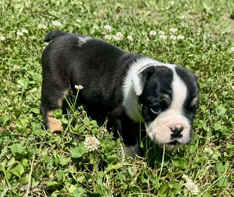 Fred – English Bulldog puppy for sale in Hinton, IA