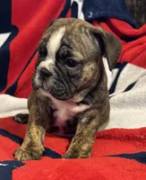 Inky, a female English Bulldog for sale in Hinton, IA – 3 of 10