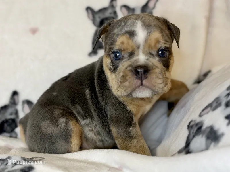 Versace – English Bulldog puppy for sale in Hinton, IA