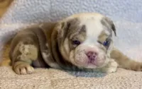 Gucci, a male English Bulldog for sale in Hinton, IA – 8 of 10