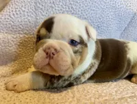 Louis, a male English Bulldog for sale in Hinton, IA – 7 of 9