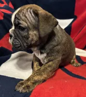 Inky, a female English Bulldog for sale in Hinton, IA – 8 of 10