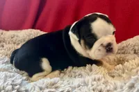  Velma, a female English Bulldog for sale in Hinton, IA – 6 of 7