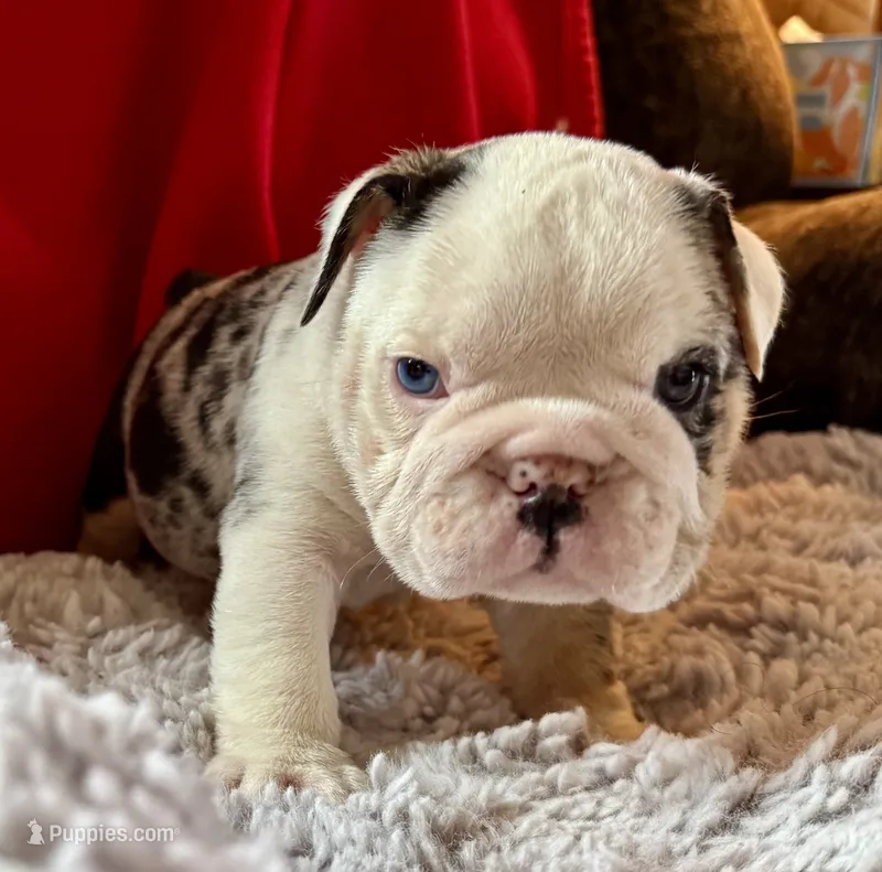 Kristoff – English Bulldog puppy for sale in Hinton, IA