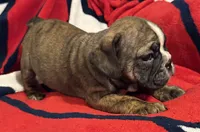 Inky, a female English Bulldog for sale in Hinton, IA – 6 of 10