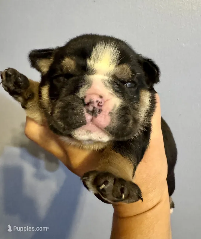 Tootsie – English Bulldog puppy for sale in Hinton, IA