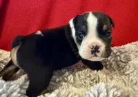 Fred, a male English Bulldog for sale in Hinton, IA – 8 of 10