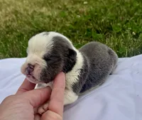 Pinky, a female English Bulldog for sale in Hinton, IA – 4 of 5