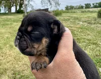 Michelangelo, a male English Bulldog for sale in Hinton, IA – 4 of 5