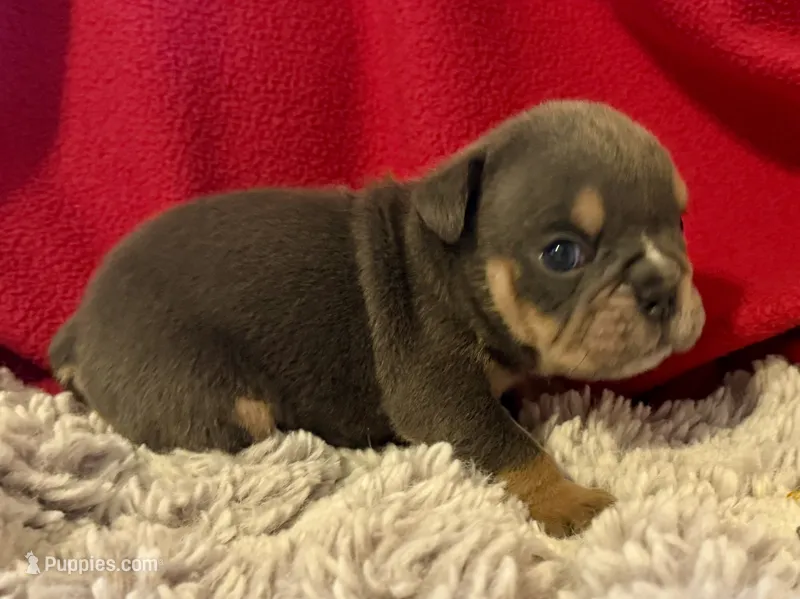 Leonardo – English Bulldog puppy for sale in Hinton, IA