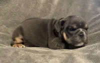 Rafael, a male English Bulldog for sale in Hinton, IA – 3 of 4